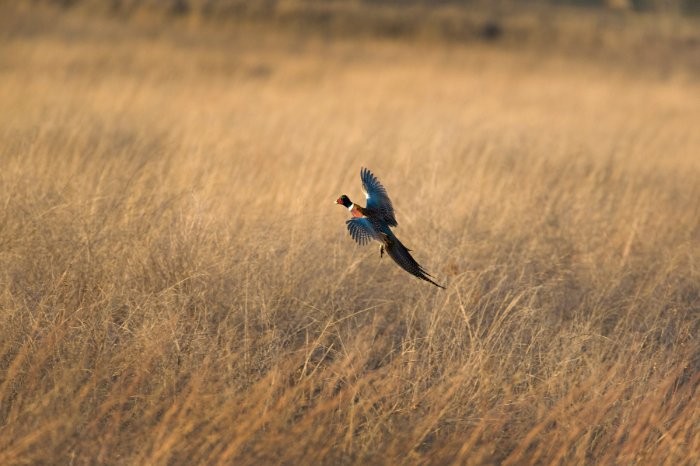 South Dakota grasslands under a bright blue sky